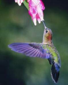 hummingbird2.jpg