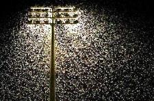 Stadium lights swamped by moths