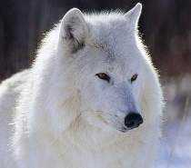 arctic_wolf1.jpg