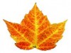 leaf.jpg