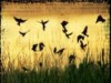 blackbirds.jpg