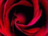 rosepettlesblossoming.jpg