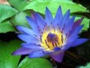 blue_lotus.jpg