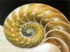 fibonaccispiralseashell.jpg