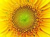 sunflowerfibonacci.jpg