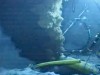 Oil poisoning Gulf