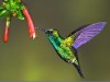 emeraldhummingbird2.jpg