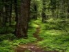 forestpath.jpg